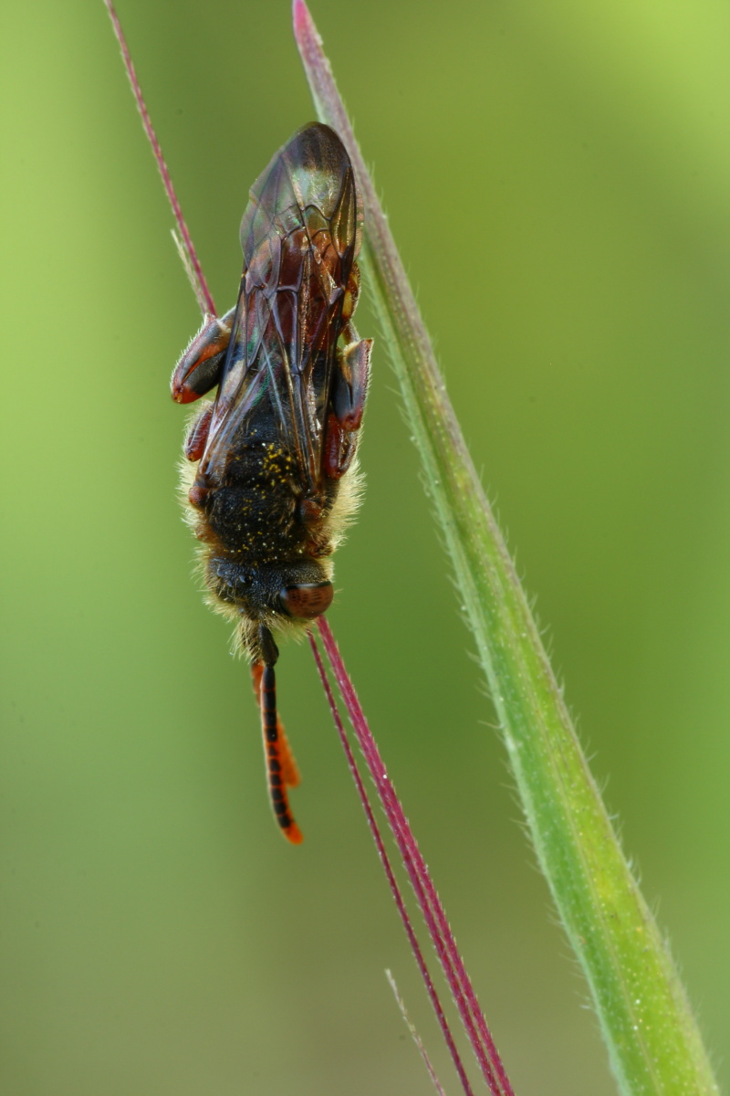 Nomada sp. addormentata appesa ad uno stelo