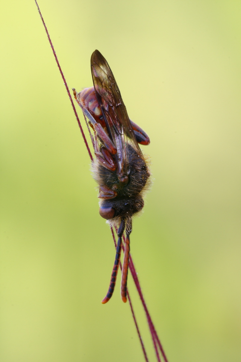 Nomada sp. addormentata appesa ad uno stelo