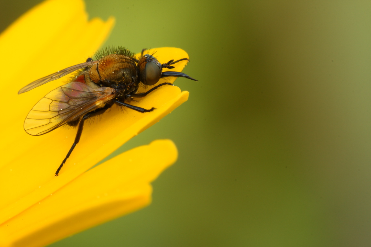 Bombyliidae: Usia cf. versicolor