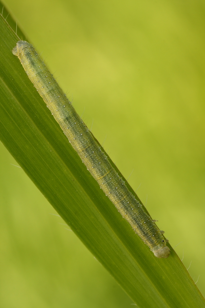 Bruchetto da ID