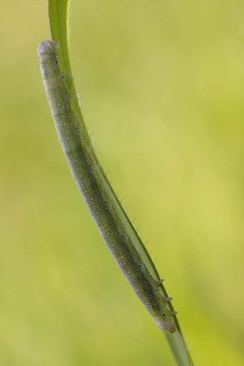 Bruchetto da ID