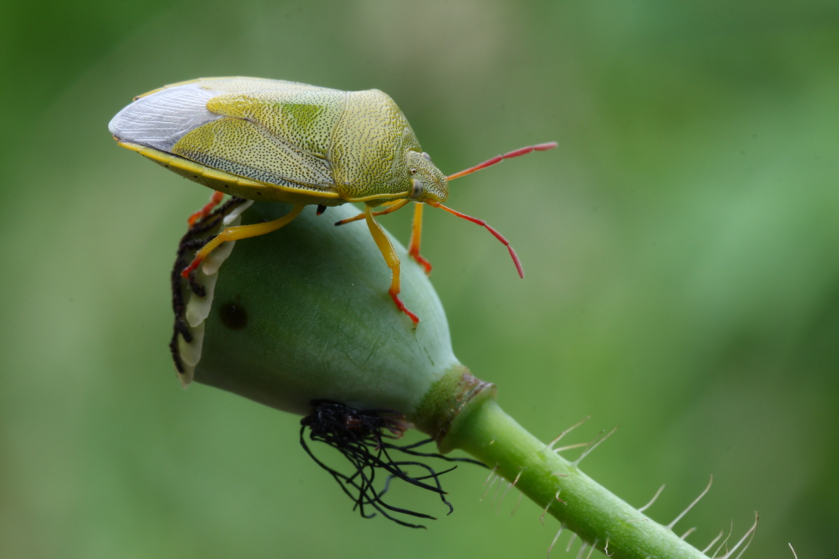 Pentatomidae: Piezodorus lituratus della Grecia (Tebe)