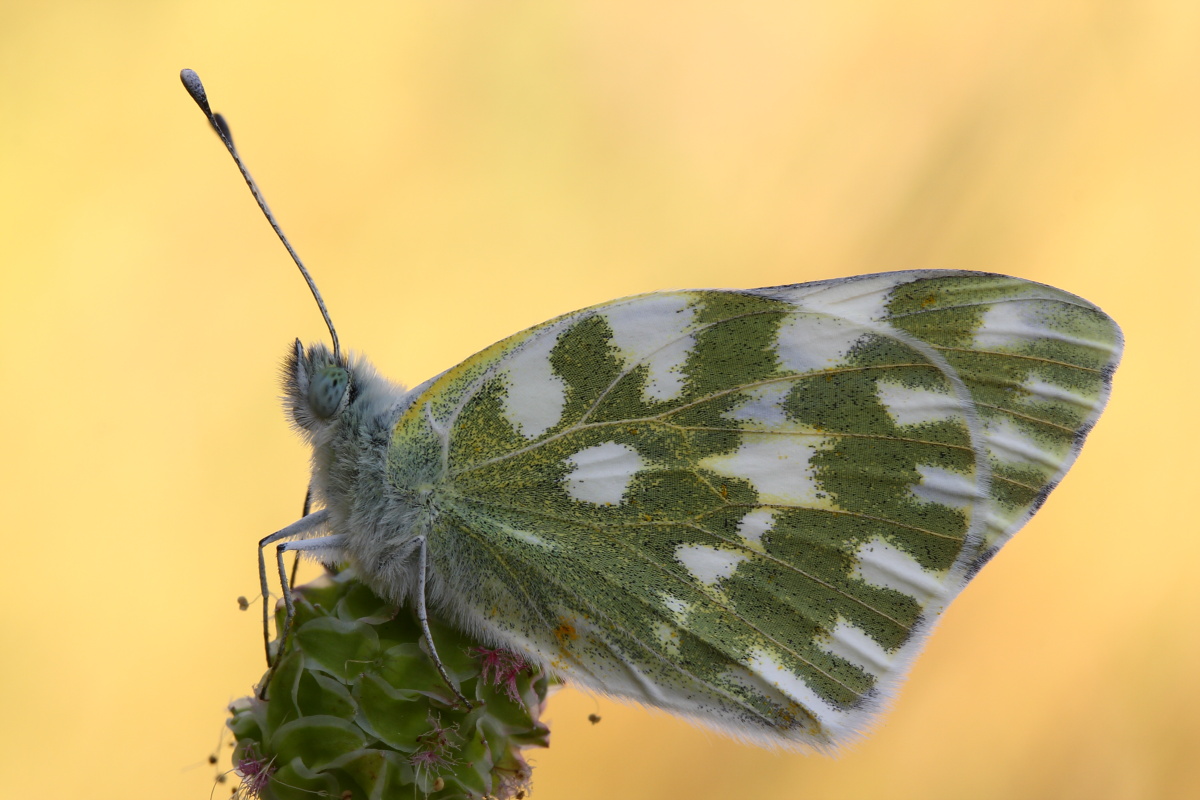 Pontia edusa?Conferma ID