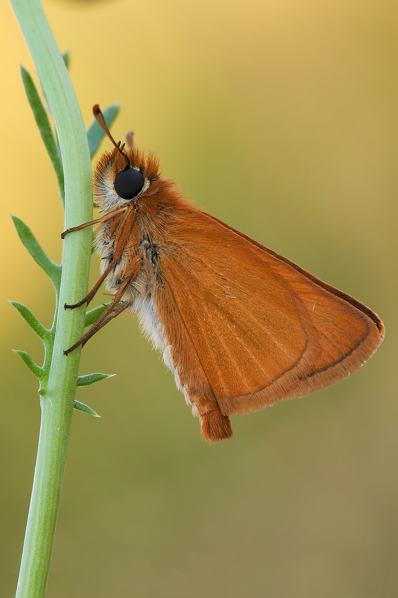 Thymelicus sylvestris?