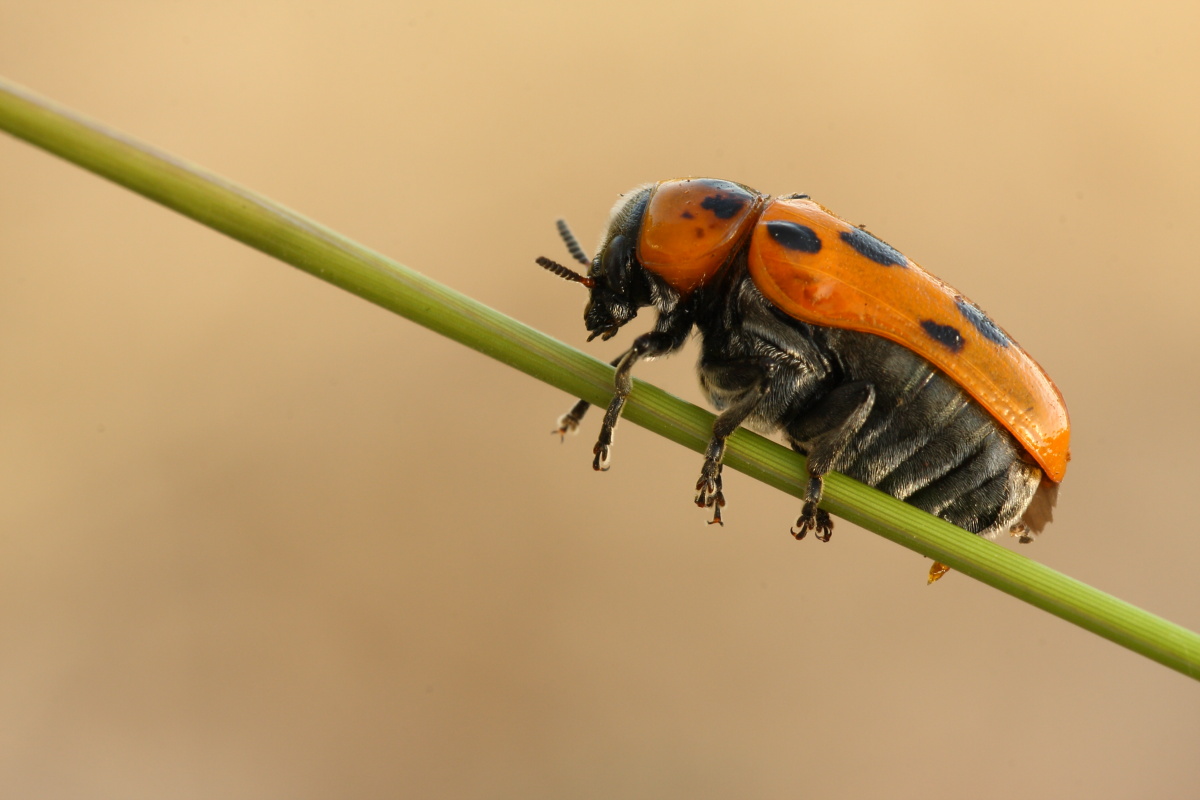 Chrysomelidae,Tituboea ...conferma ID