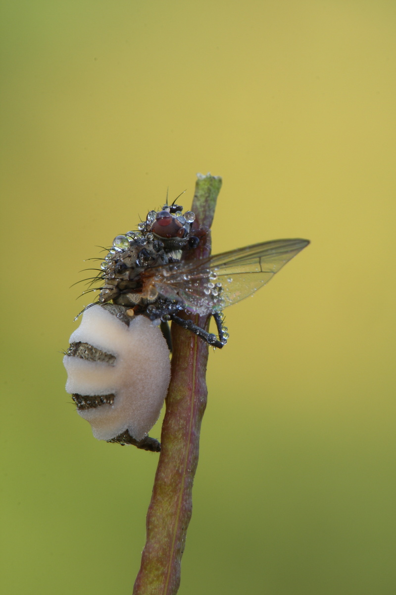 mosca infettata da fungo?