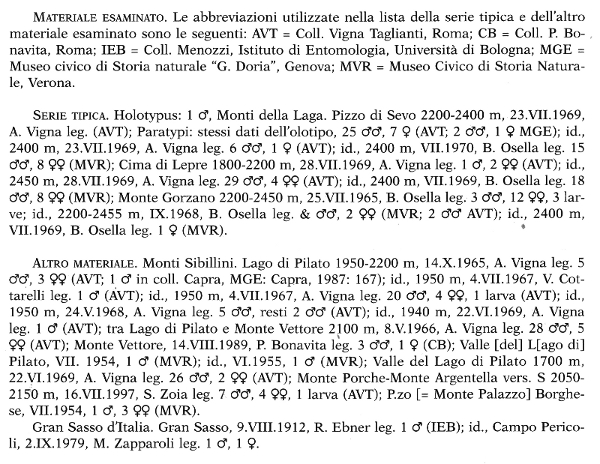 Pseudochelidura galvagnii Vigna Taglianti 1999