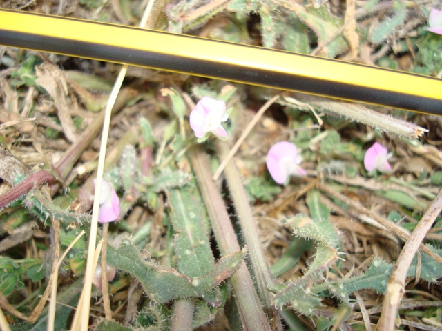 Fabaceae - Ononis sp.