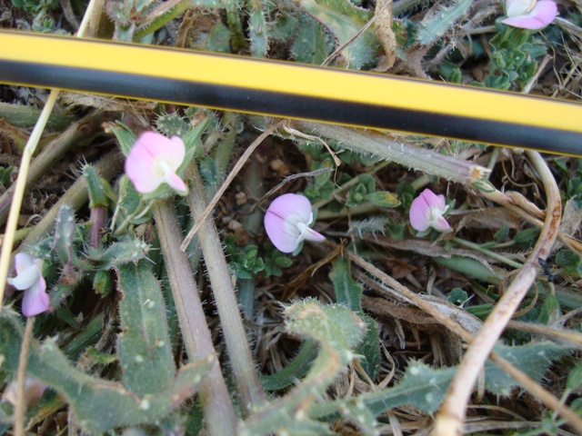 Fabaceae - Ononis sp.