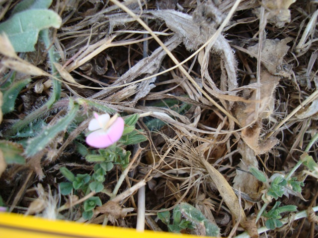 Fabaceae - Ononis sp.