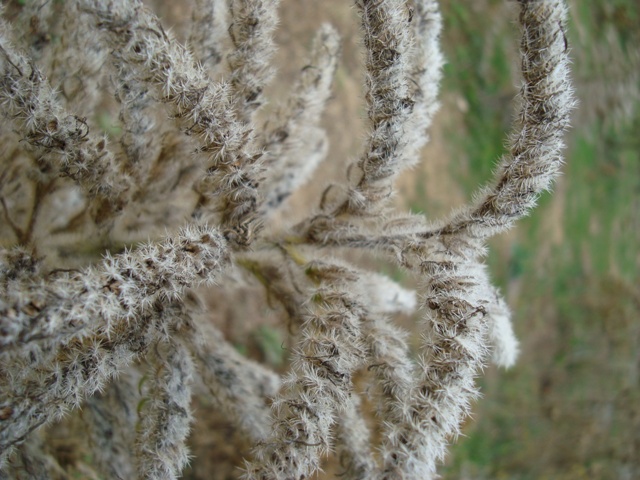 Echium italicum