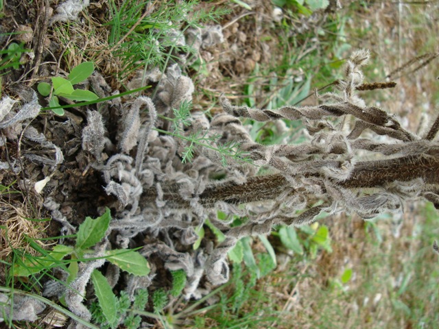 Echium italicum