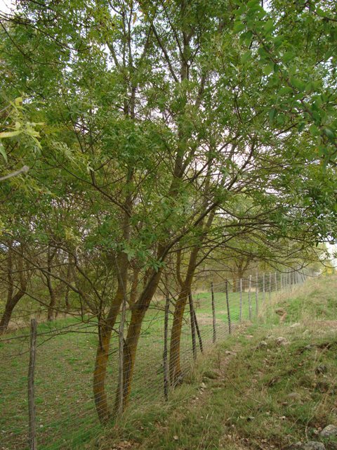 Fraxinus angustifolia subsp. oxycarpa