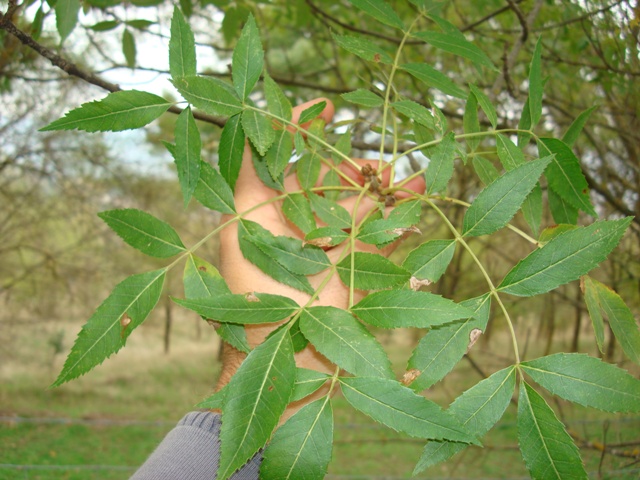 Fraxinus angustifolia subsp. oxycarpa