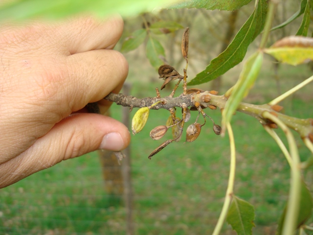 Fraxinus angustifolia subsp. oxycarpa