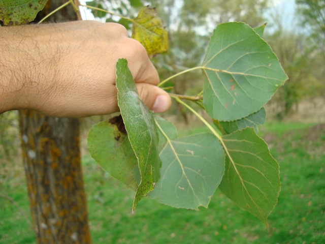 Populus? - Populus cfr. nigra