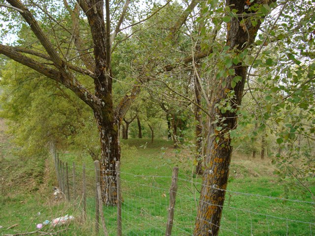Populus? - Populus cfr. nigra