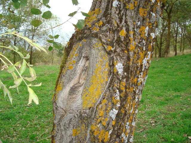 Populus? - Populus cfr. nigra