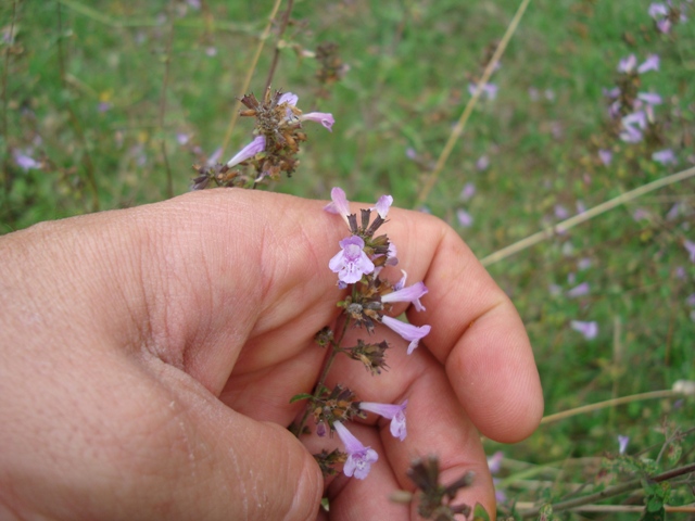 Calamintha nepeta
