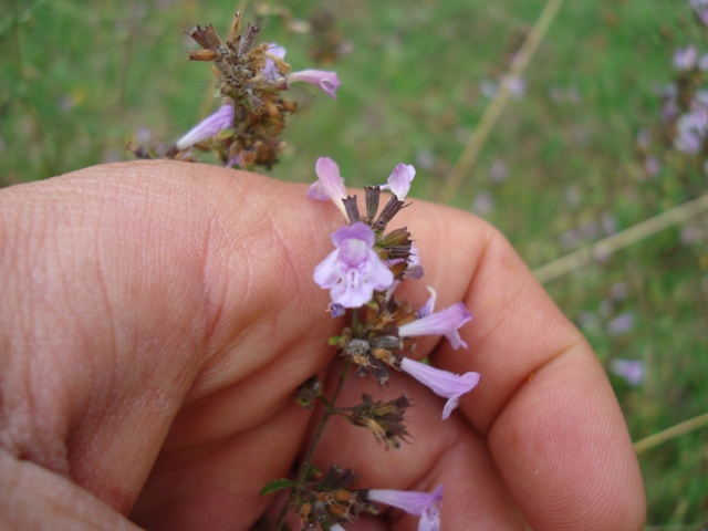 Calamintha nepeta