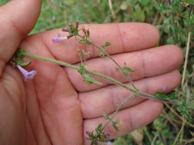 Calamintha nepeta