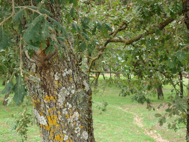 Quercus pubescens