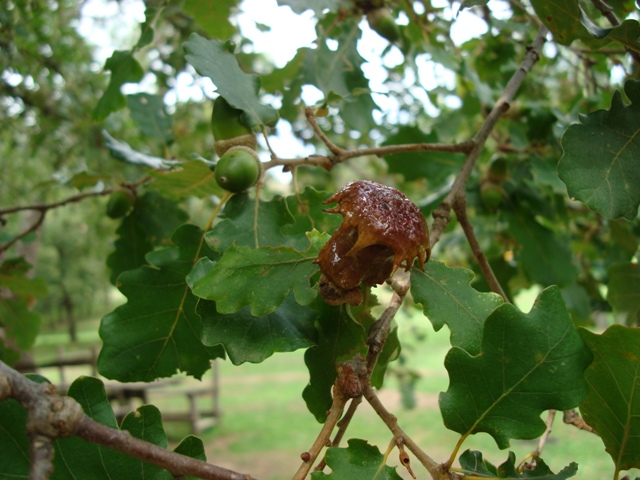 Galle di Andricus sp.