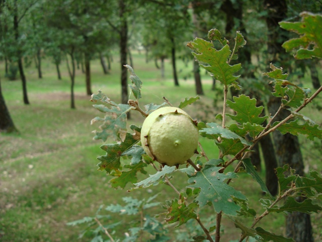 Galle di Andricus sp.