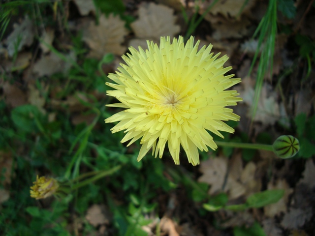 Urospermum delechampii
