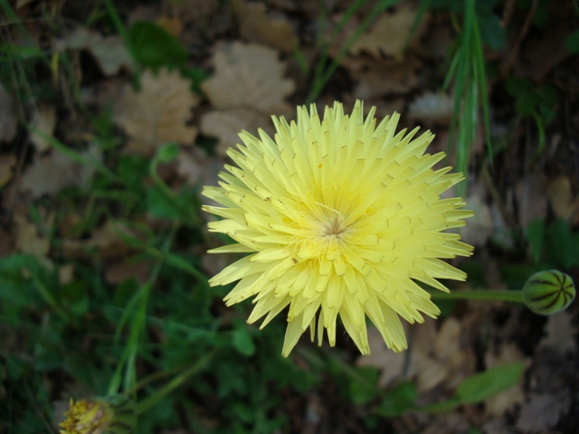 Urospermum delechampii