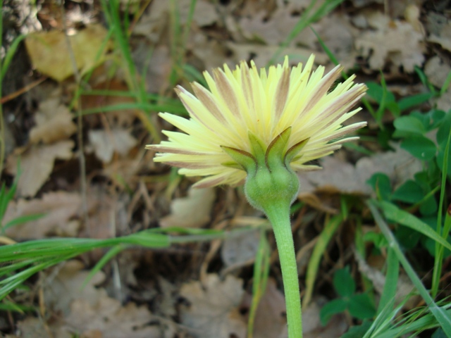 Urospermum delechampii