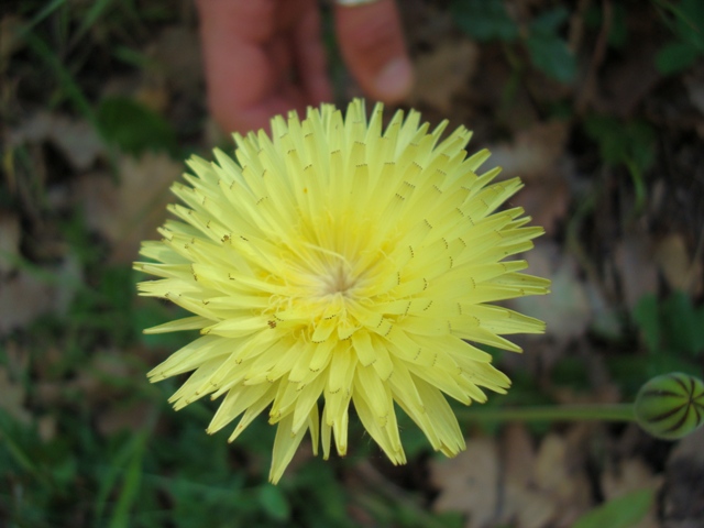 Urospermum delechampii