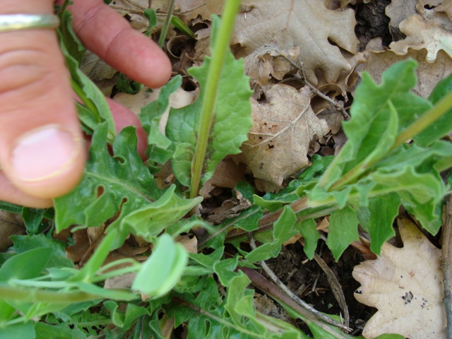 Urospermum delechampii