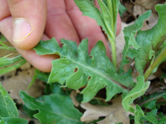 Urospermum delechampii