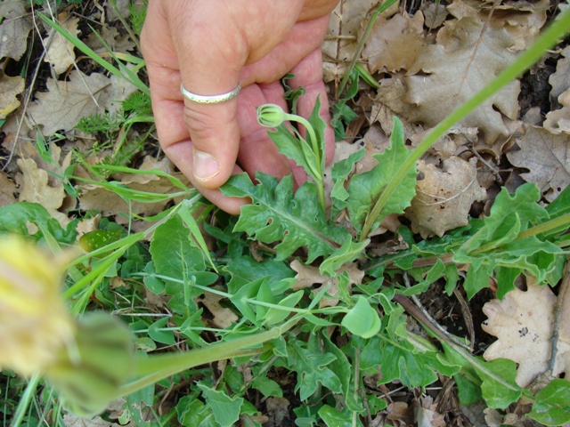 Urospermum delechampii
