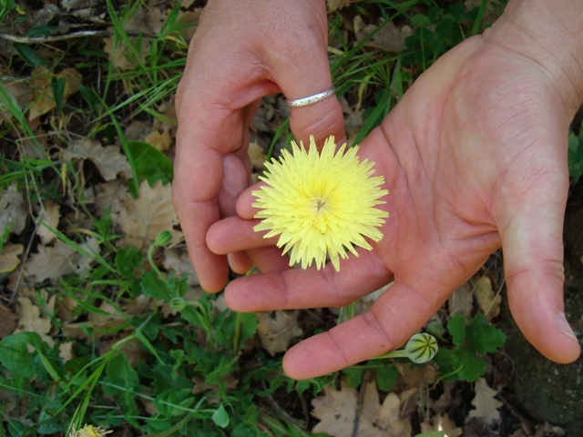 Urospermum delechampii