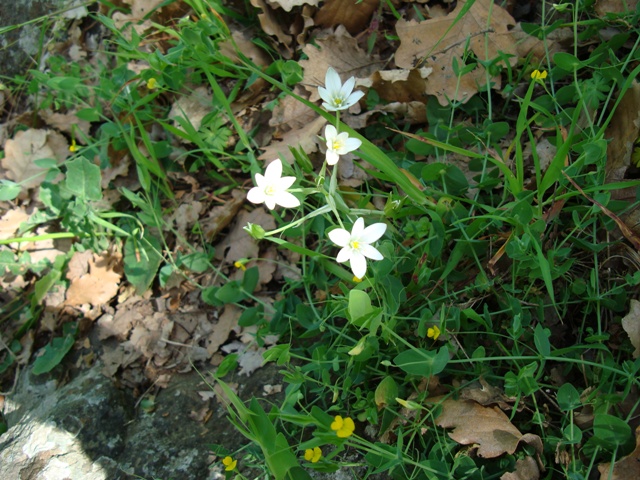 Ornithogalum sp.