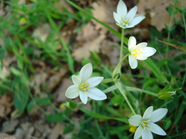 Ornithogalum sp.