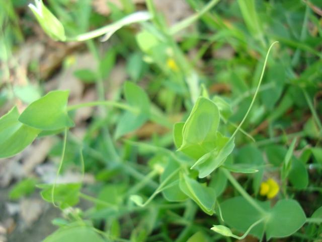 Ornithogalum sp.