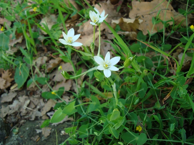 Ornithogalum sp.