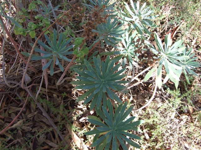 Euphorbia characias