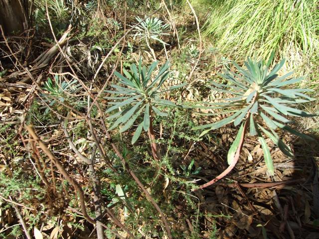 Euphorbia characias