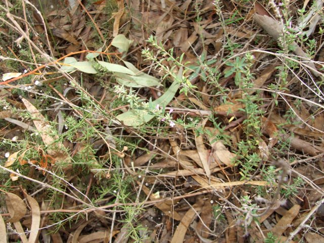 labiata - Micromeria graeca