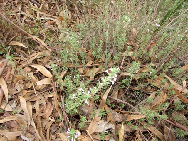 labiata - Micromeria graeca