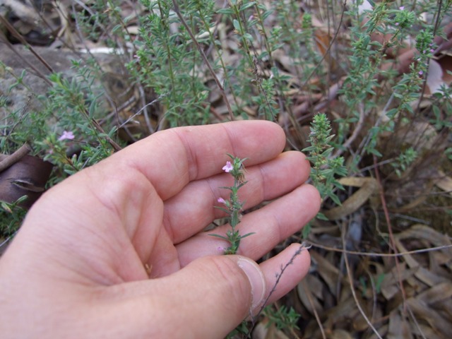 labiata - Micromeria graeca