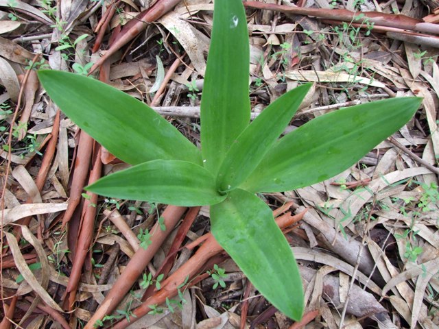 Scilla marittima? - Charybdis pancration