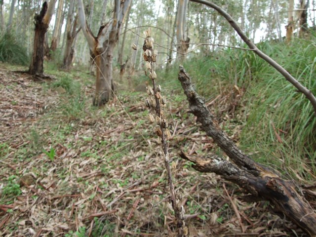 Scilla marittima? - Charybdis pancration
