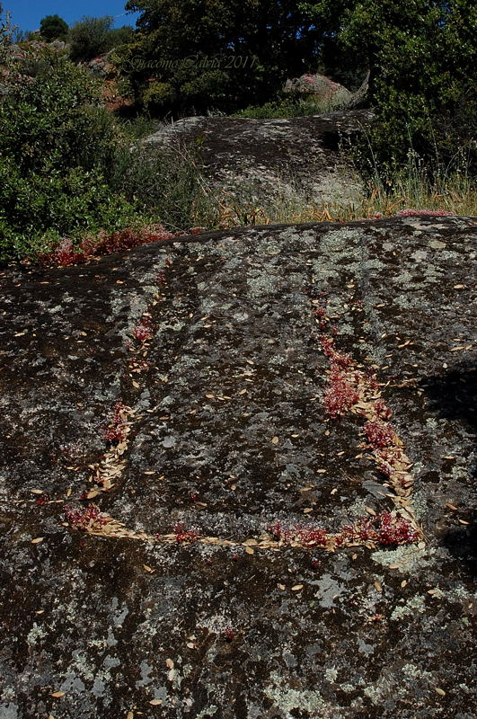 Area archeologico-sacrale di Santo Stefano - Oschiri (OT)