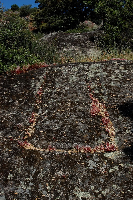 Area archeologico-sacrale di Santo Stefano - Oschiri (OT)