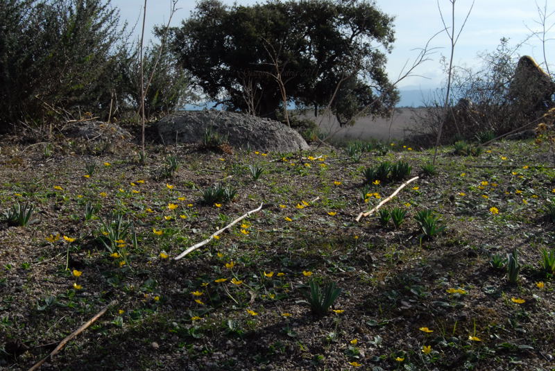 Area archeologico-sacrale di Santo Stefano - Oschiri (OT)